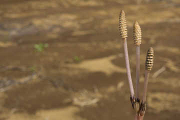 horsetail029