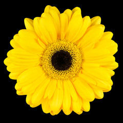 Close-up of Yellow Gerbera Flower Macro Isolated on Black