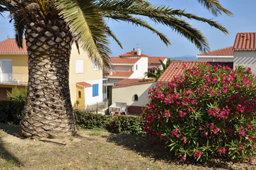 Palm tree and oleander at Saint Cyprien village in France