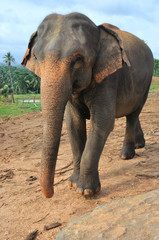 Lone elephant