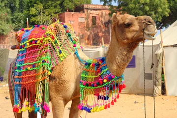 Zelfklevend Fotobehang versierde kameel tijdens festival in Pushkar India © Kokhanchikov