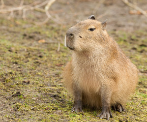 Naklejka na ściany i meble Kapibara cub siedzi