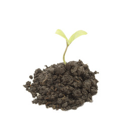 small tree close-up isolated on white background