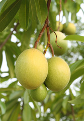 Cerbera oddloam fruit on tree