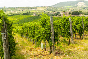 Fototapeta na wymiar Tuscany - Chianti vineyards