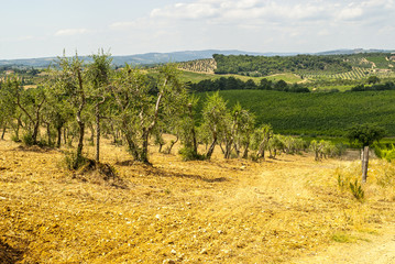 Fototapeta na wymiar Toskania - Chianti winnic i drzew oliwnych,
