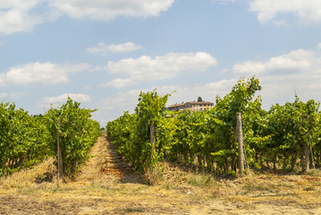 Fototapeta na wymiar Tuscany - Chianti vineyards