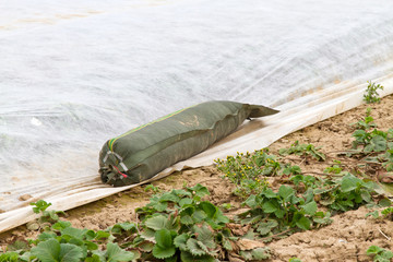 Erdbeerpflanzen unter einem Vlies mit Sandsack