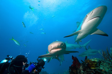 Lemon sharks and underwater photographer