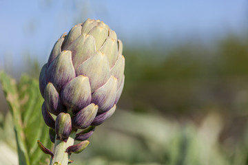 Fototapeta premium Artichoke plant_II