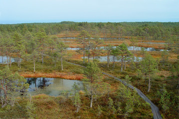 The Swamp © dimitro