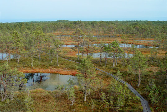 The Swamp