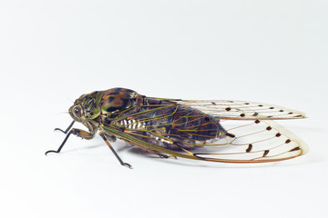 cicada