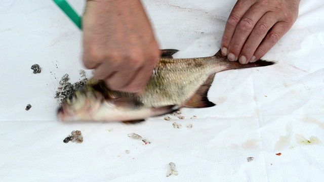 fisherman hand with knife clean bream fish scale