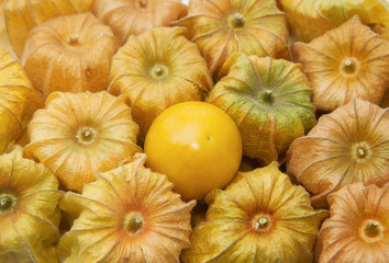 Cape gooseberry (Physalis) with pasley