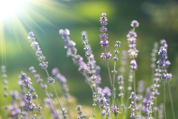 Fototapeta premium beautiful lavenders