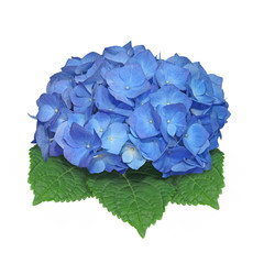 fleur d'hortensia bleu