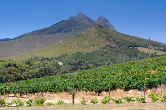 Landscape image of a vineyard, Stellenbosch, South Africa..