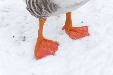 Naklejka premium goose feet