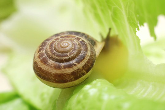 close up to snail on green background