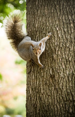 Squirrel on a tree