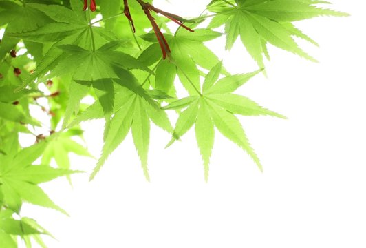 モミジの新緑