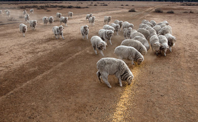 sheep feeding