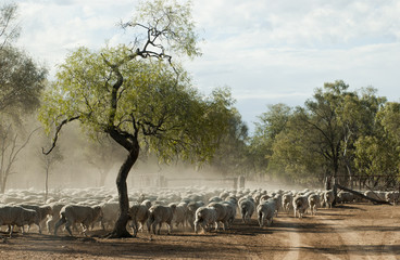 sheep mustering © 169169