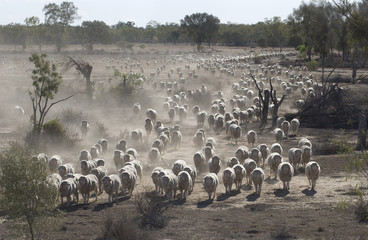 Sheep mustering © 169169