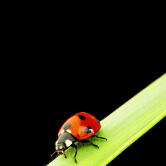 ladybug isolated on black
