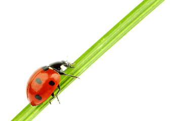 ladybug on grass