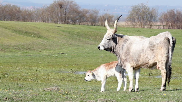podolian cow and calf