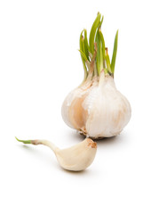 garlic on white background with clipping path