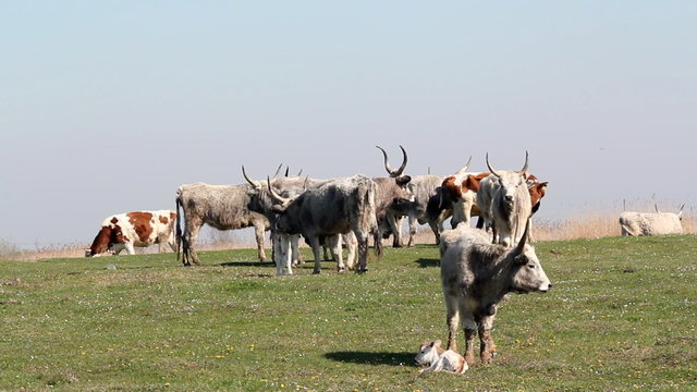 podolian cows and calf on pasture