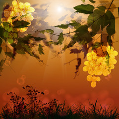 Ripe bunch grape.Season nature.Summer grapes sunset