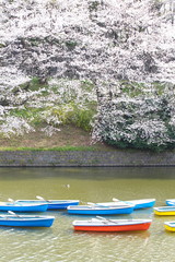 sakura view in chidorigafuchi park in japan tokyo