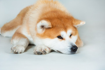 Akta-inu dog