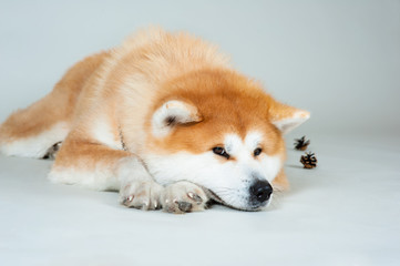 Akta-inu dog with bumps