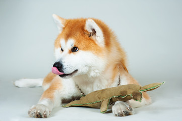 Akta-inu dog with toy