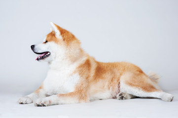 Akta-inu dog