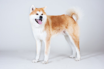 Akta-inu dog