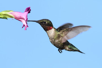 Male Ruby-throated Hummingbird (archilochus colubris)