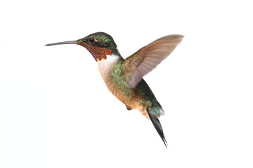 Isolated Ruby-throated Hummingbird