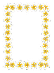 White frangipani flowers frame