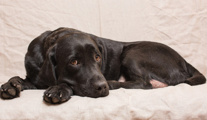 The greater(big) black dog lays