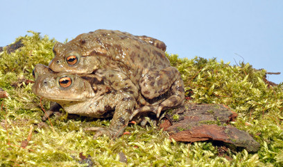 Common Toads