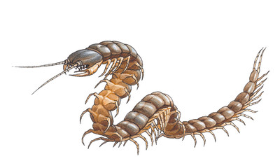 Scolopendra gigantea