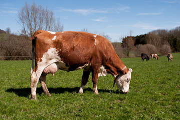 Fototapeta na wymiar Kuh beim fressen