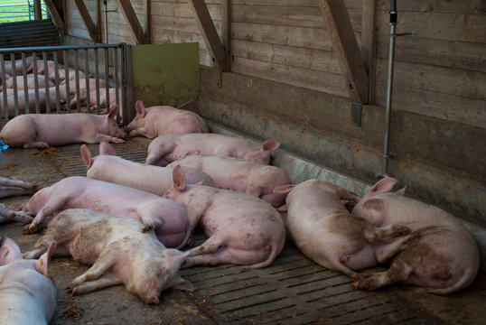 Schweine schlafen
