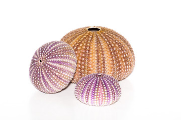Sea urchin